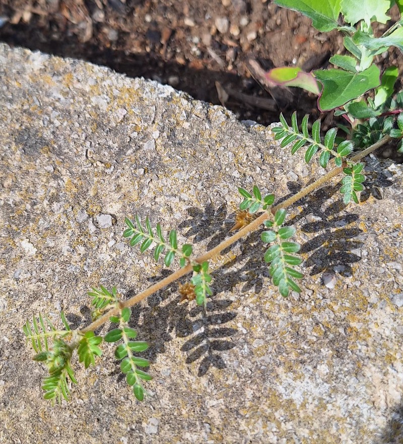 Tribulus terrestris var. terrestris