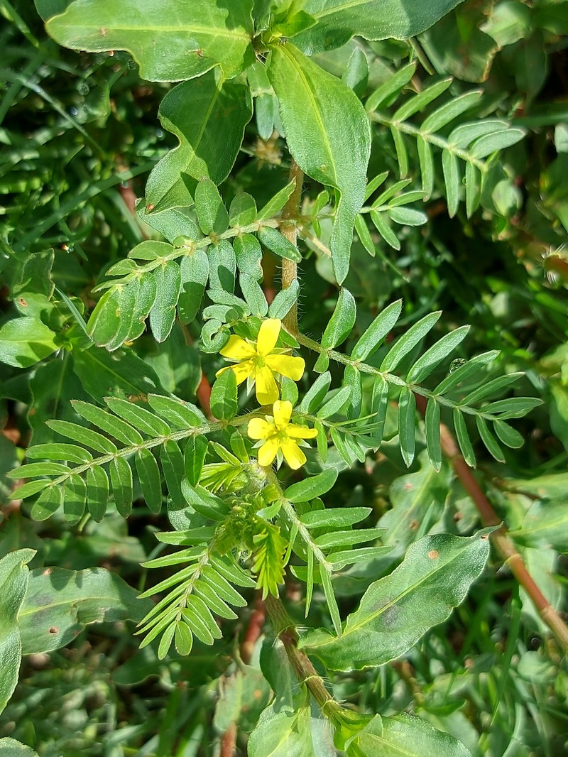 Tribulus terrestris var. terrestris photo 2