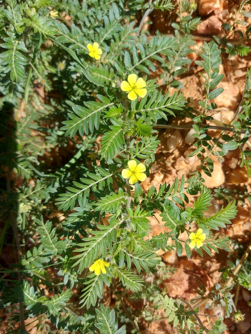 Tribulus terrestris var. terrestris photo 3