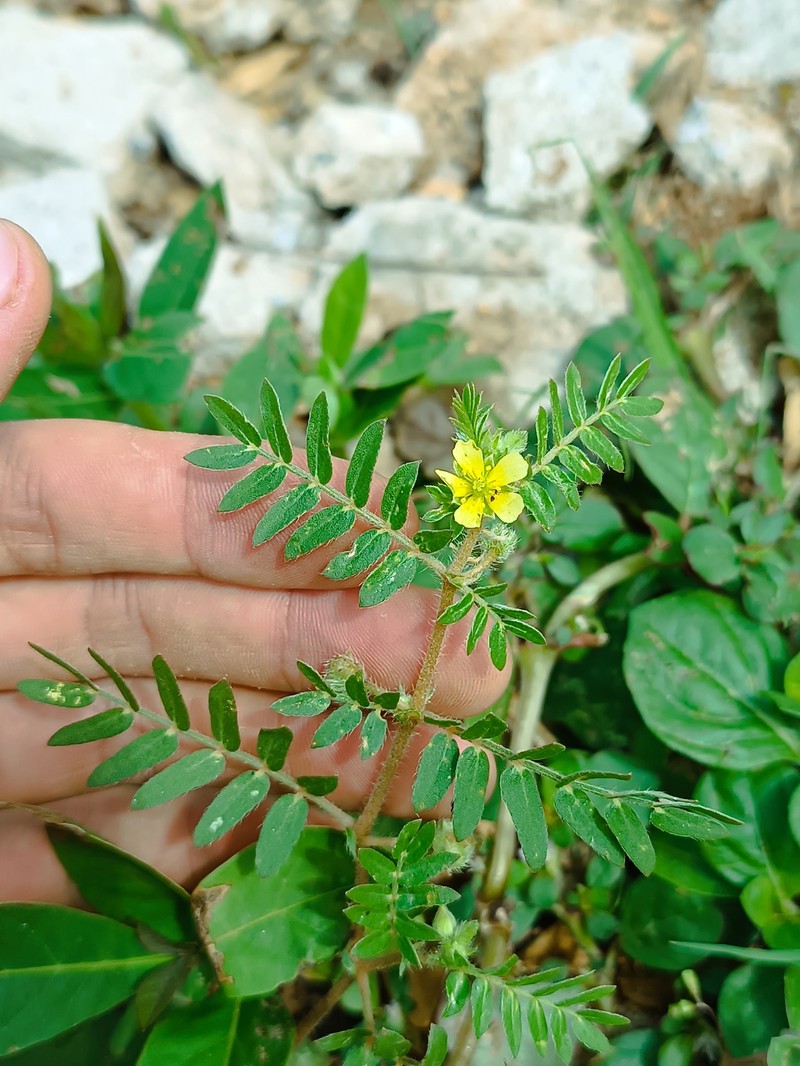 Tribulus terrestris var. terrestris photo 4