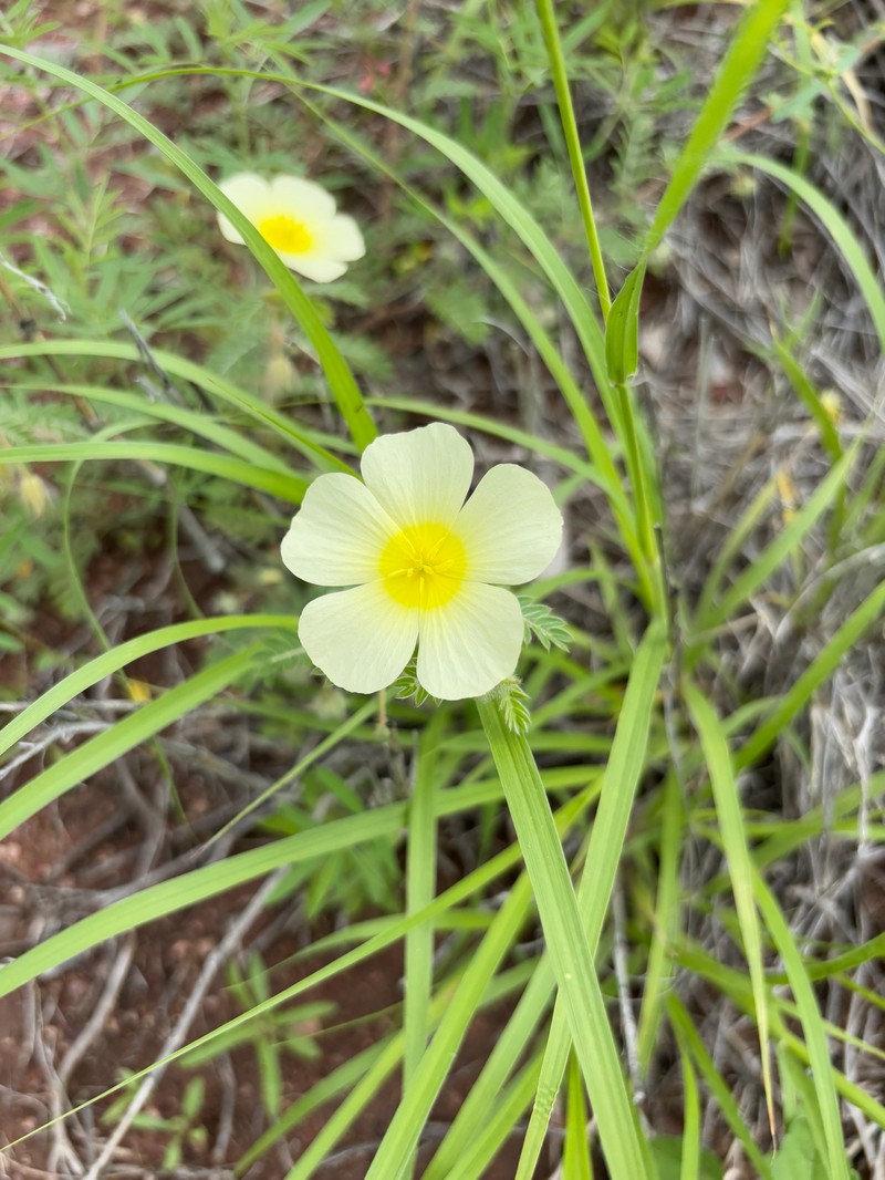 Tribulus zeyheri subsp. zeyheri