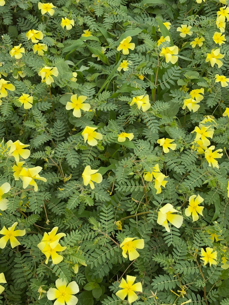 Tribulus zeyheri subsp. zeyheri photo 2
