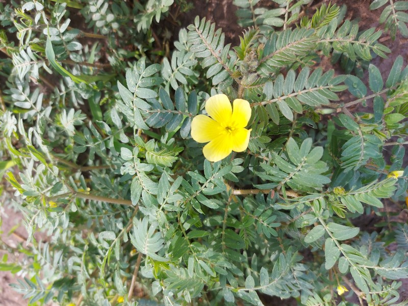 Tribulus zeyheri subsp. zeyheri photo 3