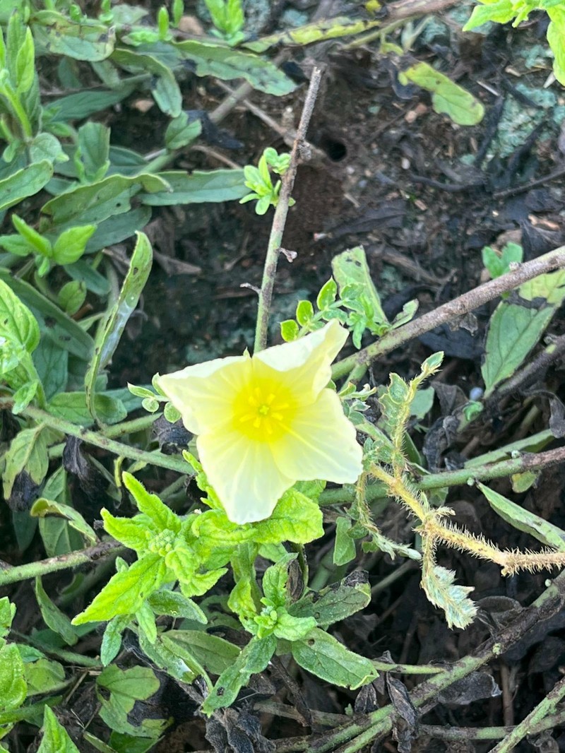 Tribulus zeyheri subsp. zeyheri photo 4