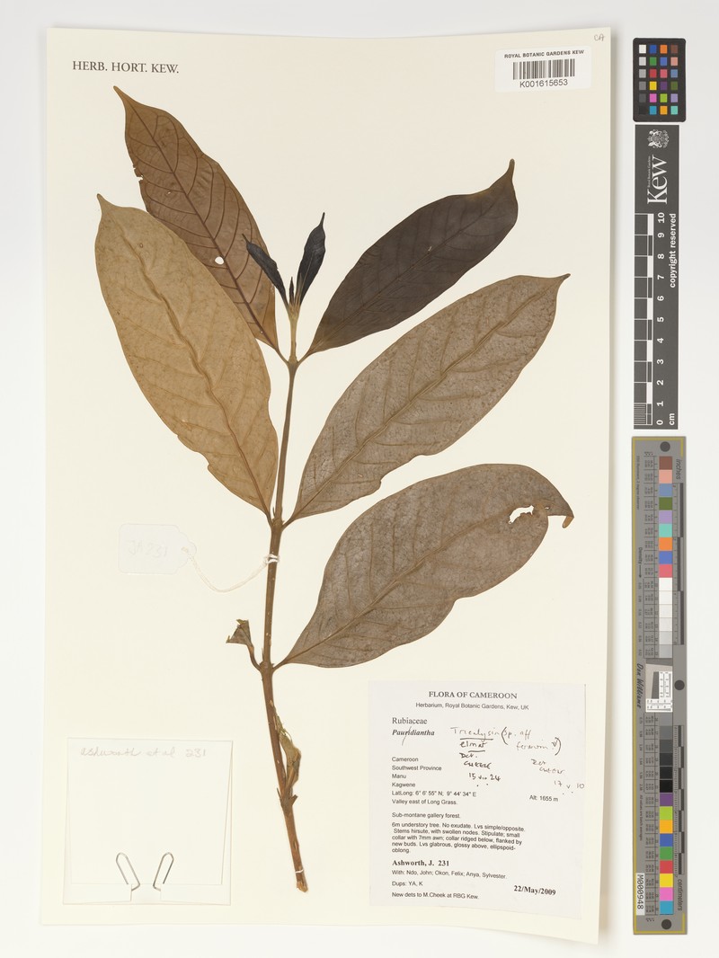 Tricalysia elmar