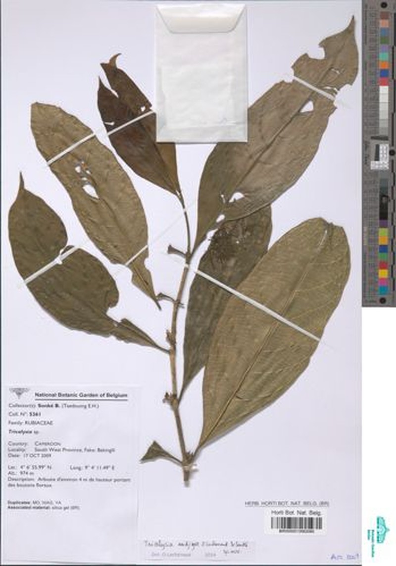 Tricalysia elmar photo 2