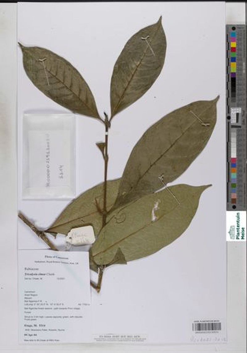 Tricalysia elmar photo 3
