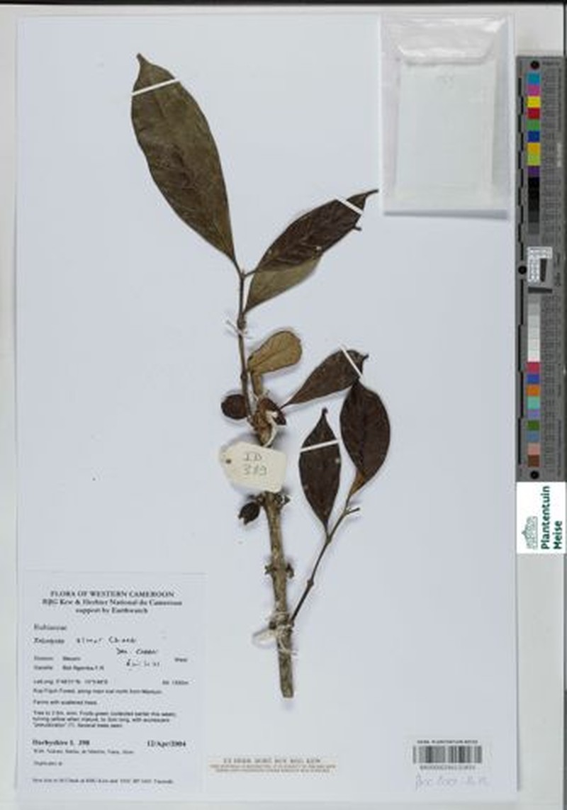 Tricalysia elmar photo 4