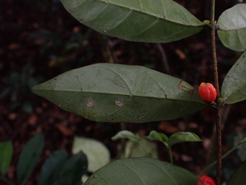 Tricalysia lophocarpa