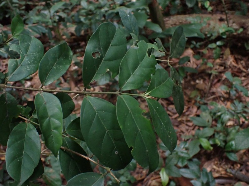 Tricalysia lophocarpa photo 2