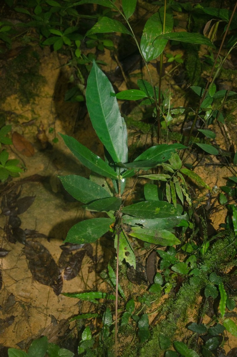 Tricalysia obovata