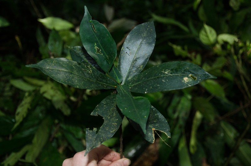 Tricalysia obovata photo 2