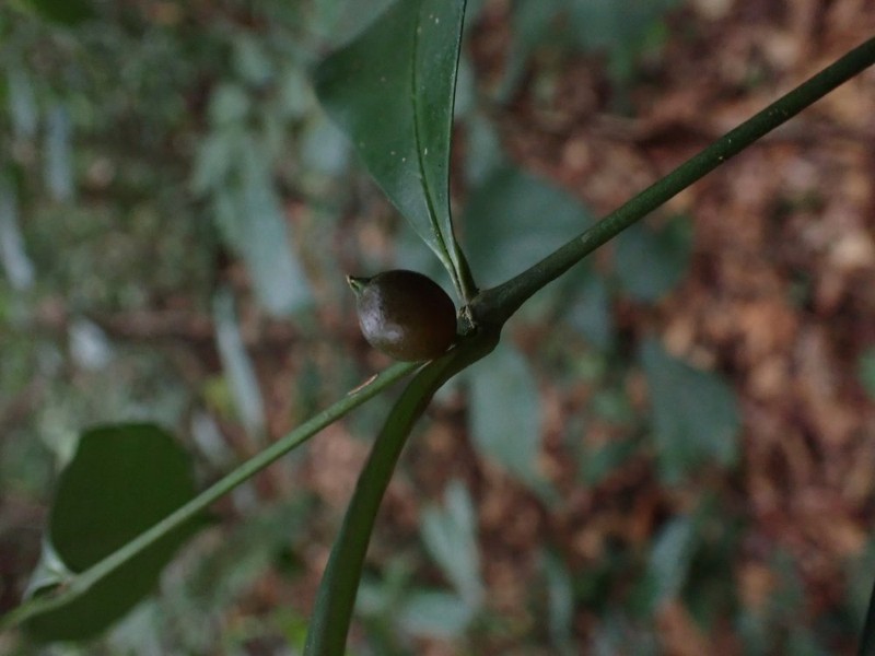 Tricalysia wilksii