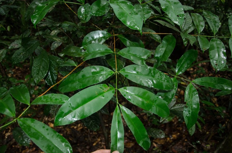 Tricalysia wilksii photo 2