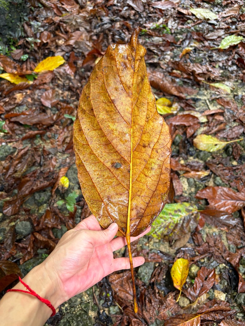 Trichadenia philippinensis