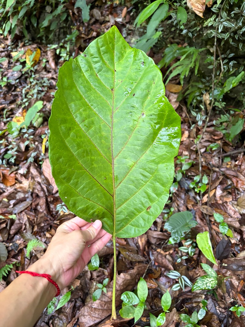 Trichadenia philippinensis photo 2