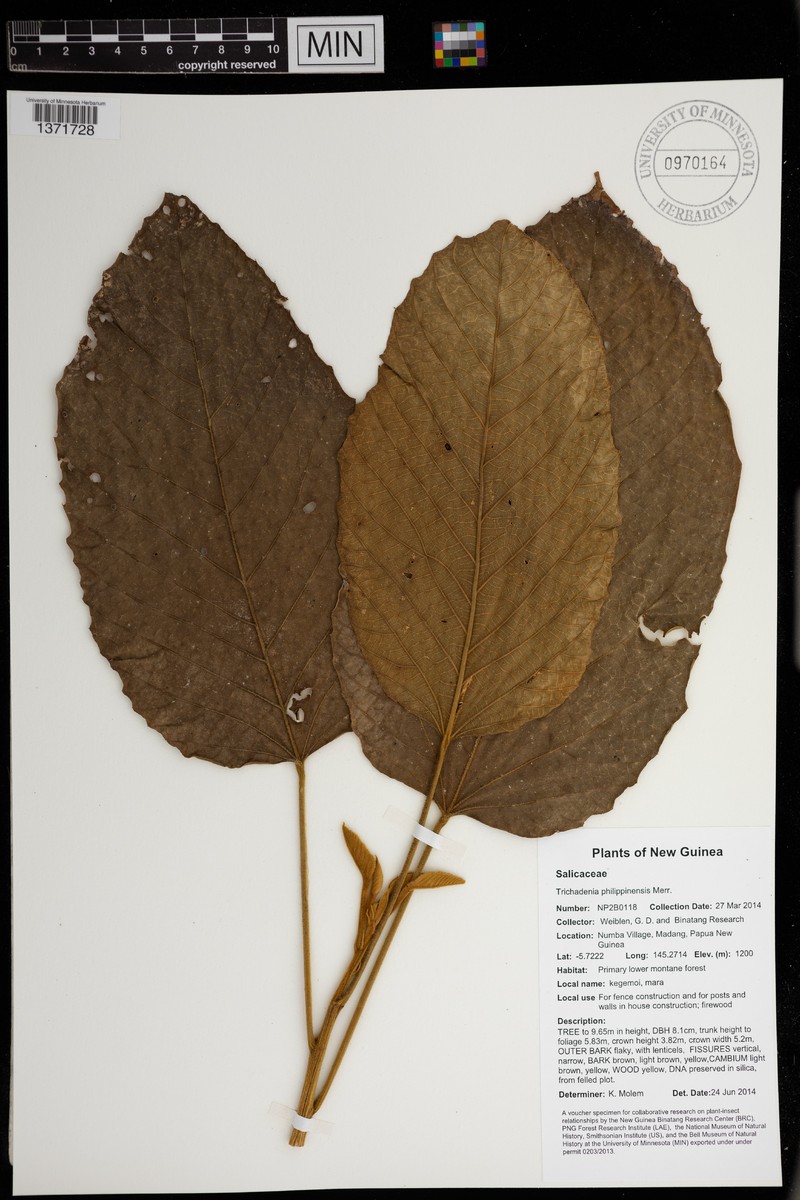 Trichadenia philippinensis photo 4