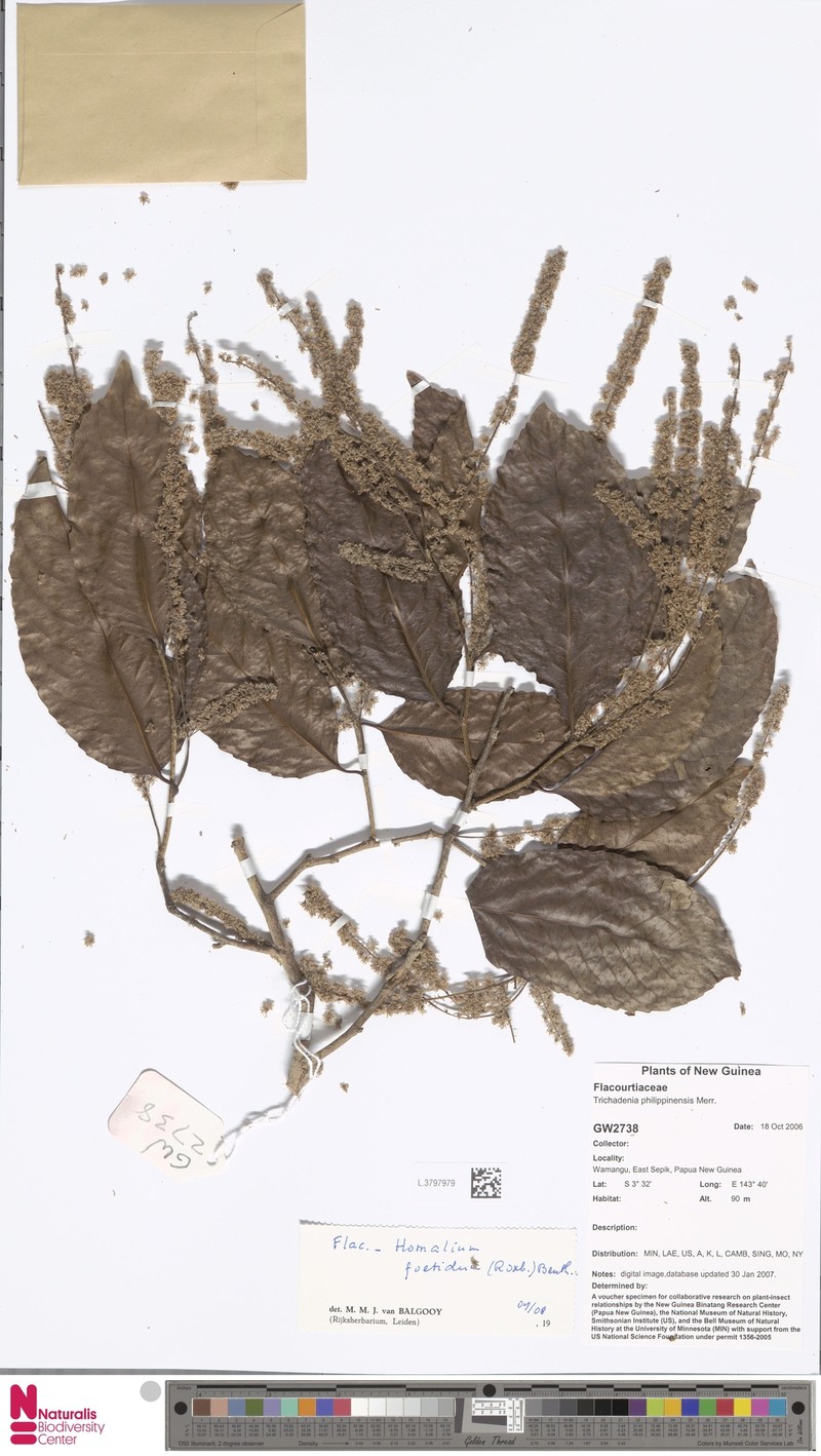 Trichadenia philippinensis photo 6