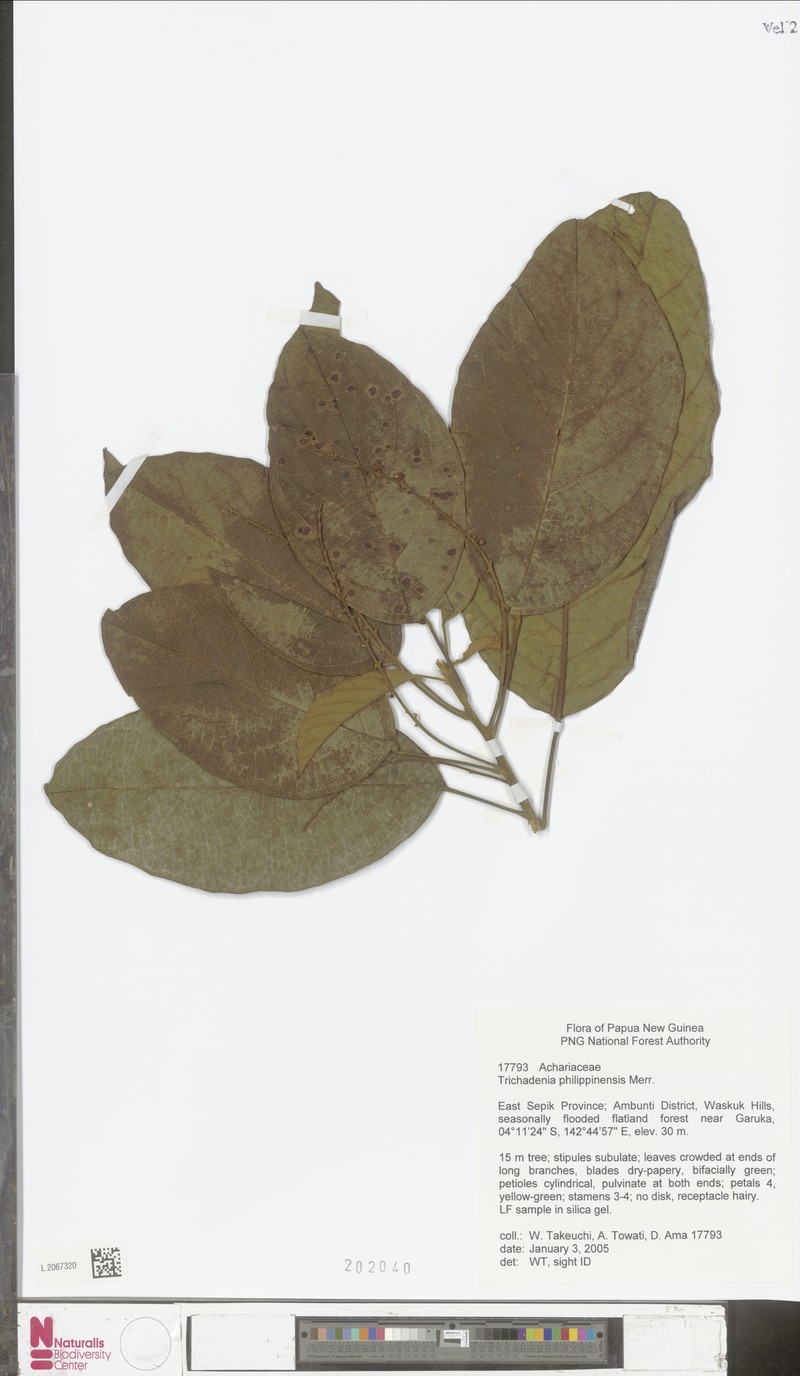 Trichadenia philippinensis photo 7