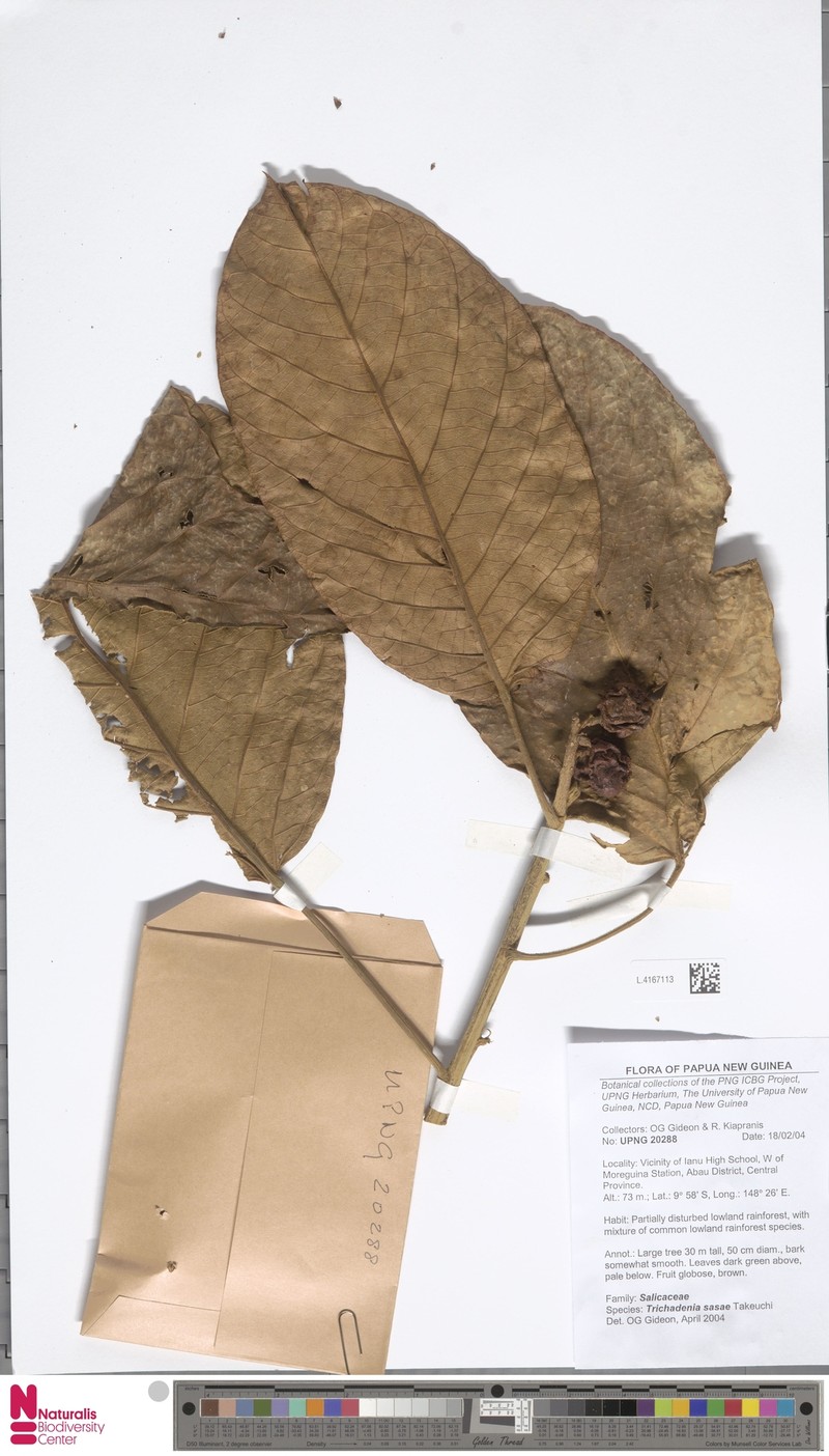 Trichadenia sasae