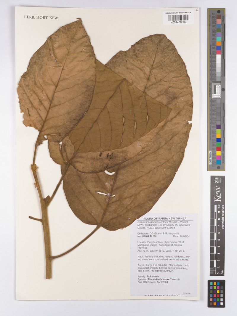 Trichadenia sasae photo 2