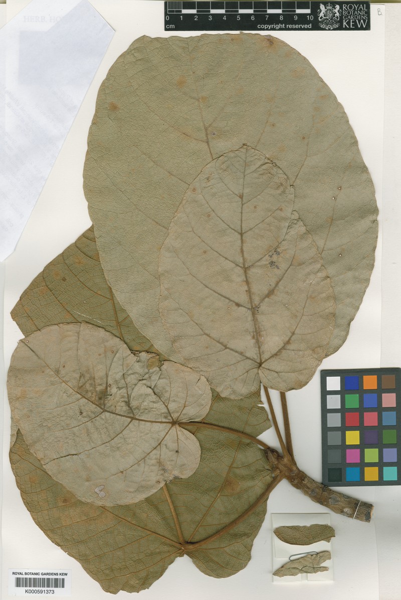 Trichadenia sasae photo 3