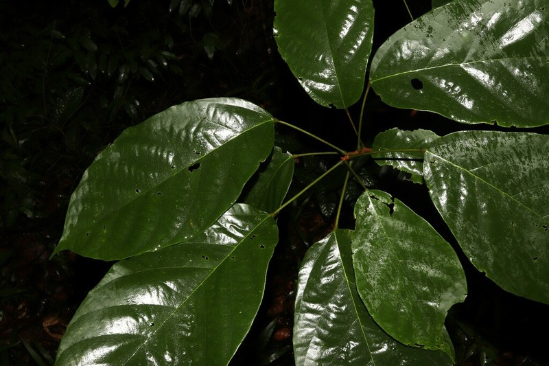 Trichadenia zeylanica