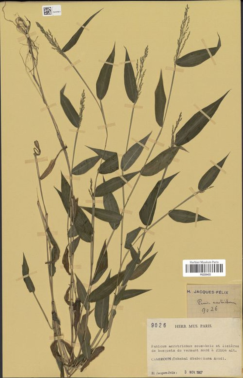 Trichanthecium acrotrichum