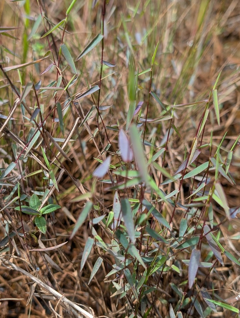 Smallflower Panicgrass photo 2