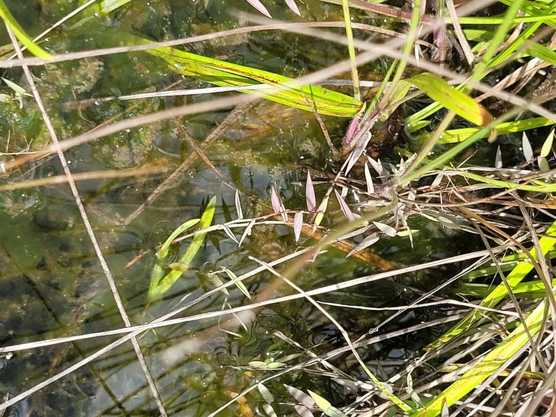 Smallflower Panicgrass photo 3