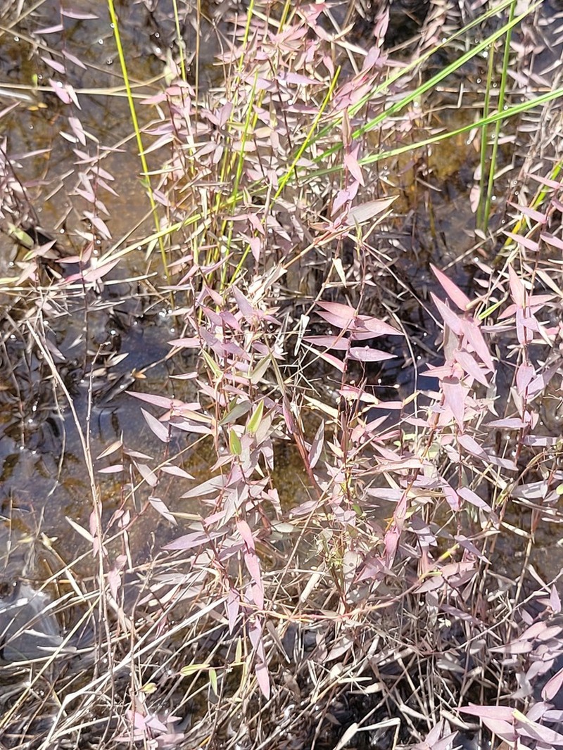 Smallflower Panicgrass photo 4