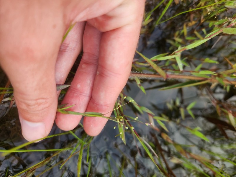 Smallflower Panicgrass photo 5