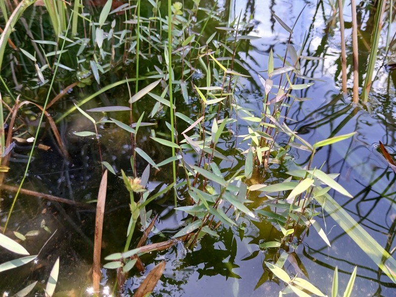 Smallflower Panicgrass photo 6