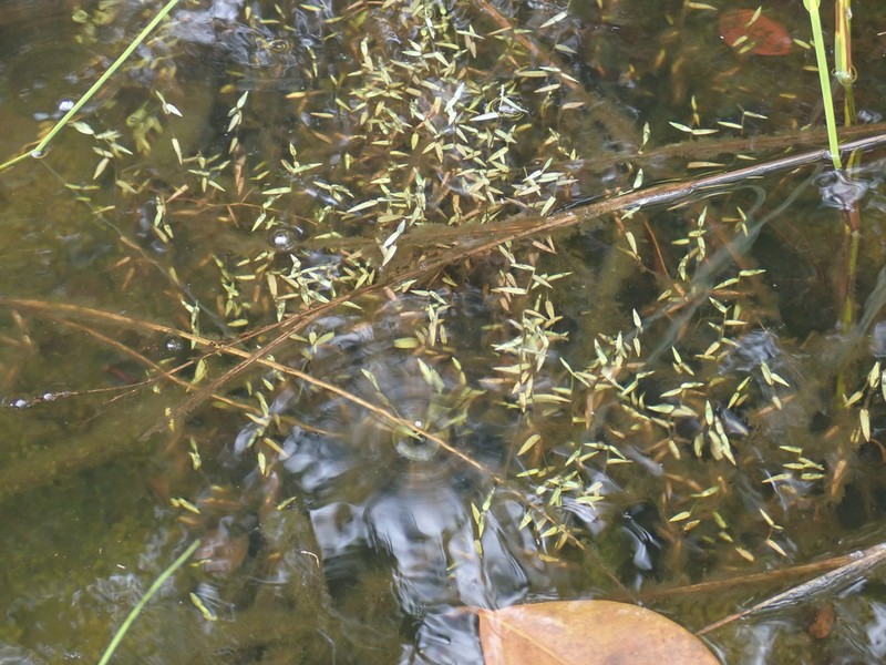 Smallflower Panicgrass photo 7