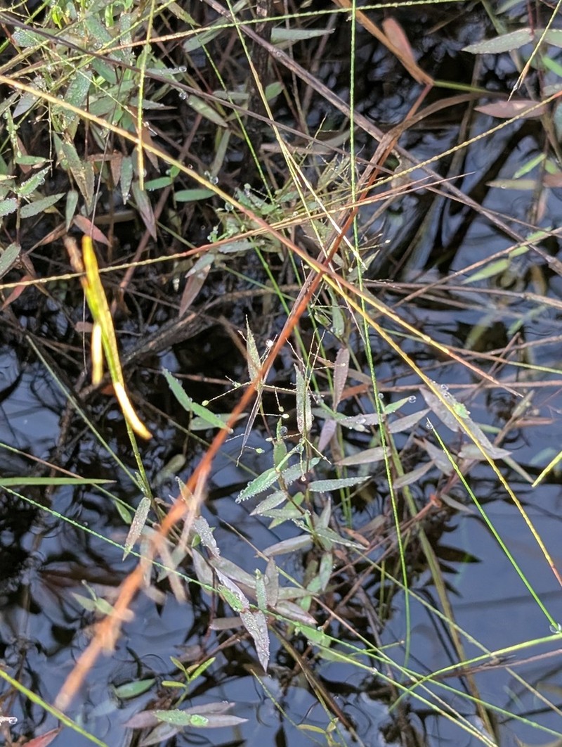 Smallflower Panicgrass photo 8