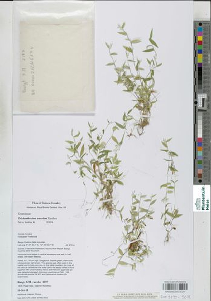 Trichanthecium tenerium