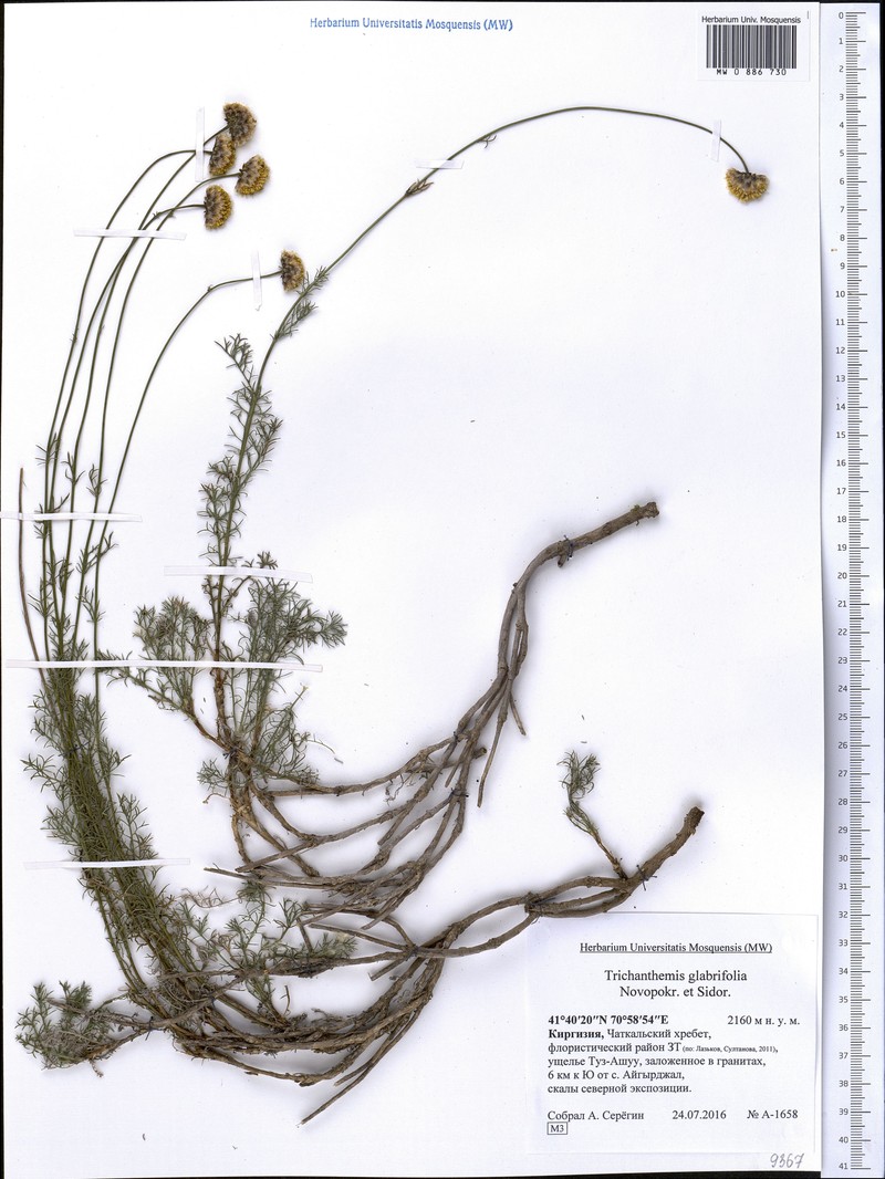 Trichanthemis glabriflora