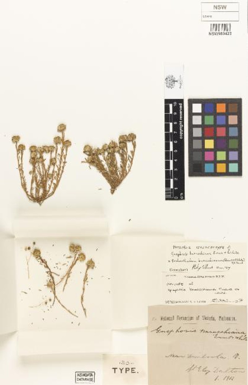 Trichanthodium baracchianum