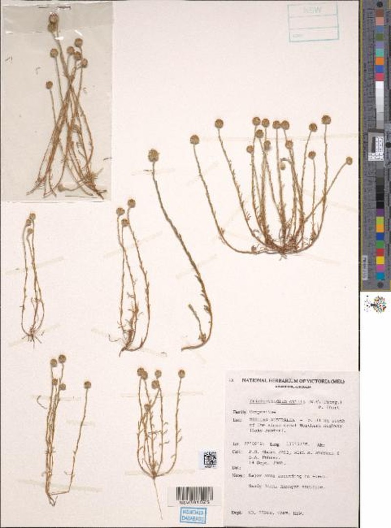 Trichanthodium exilis