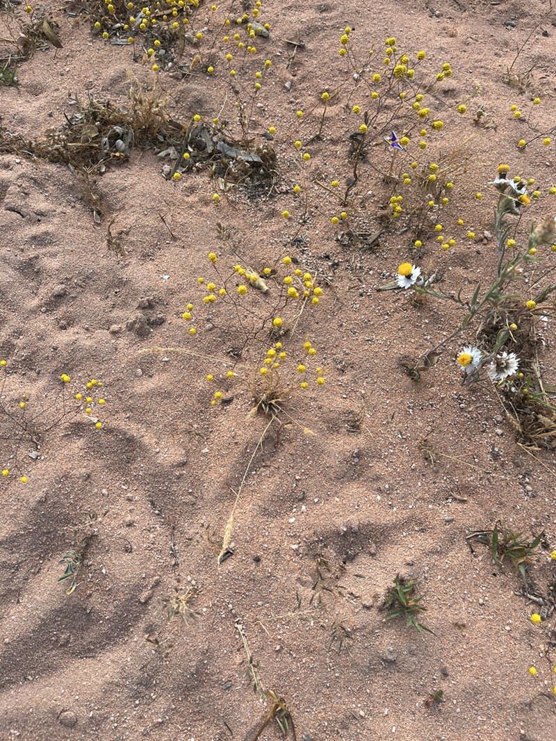 Trichanthodium scarlettianum