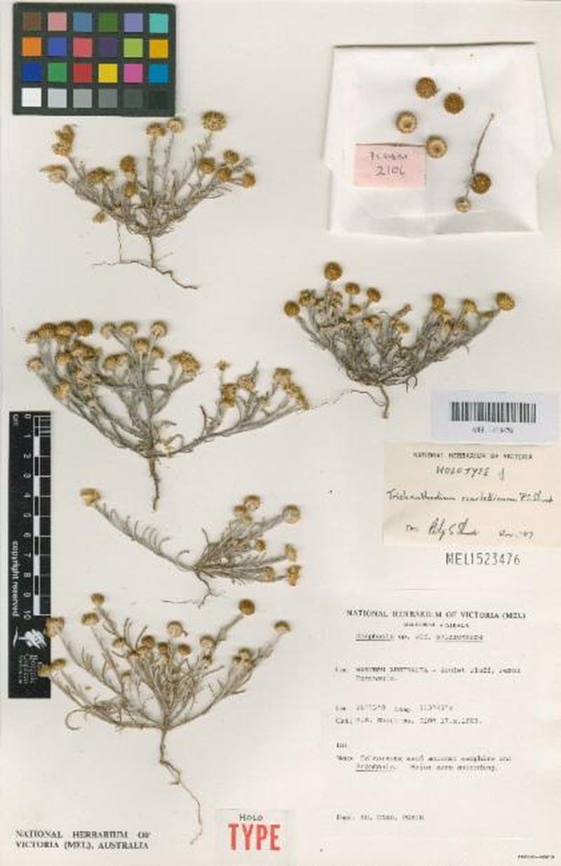 Trichanthodium scarlettianum photo 2