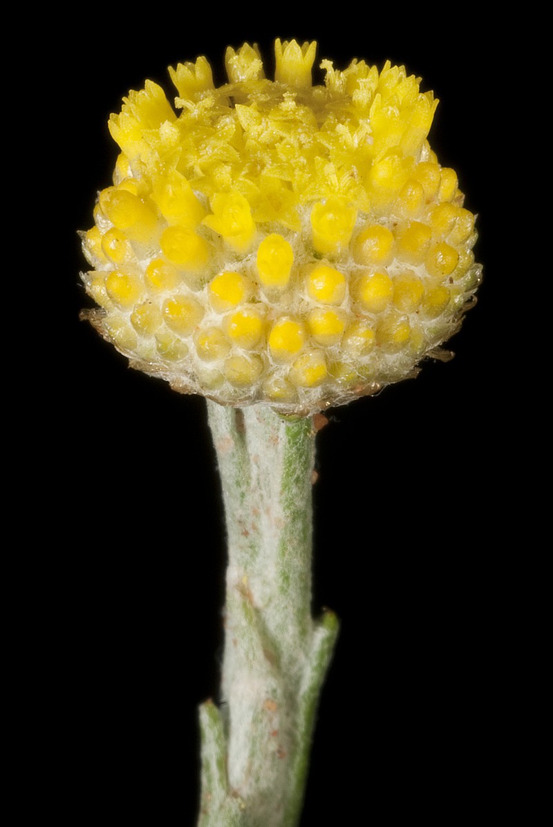 Trichanthodium skirrophorum