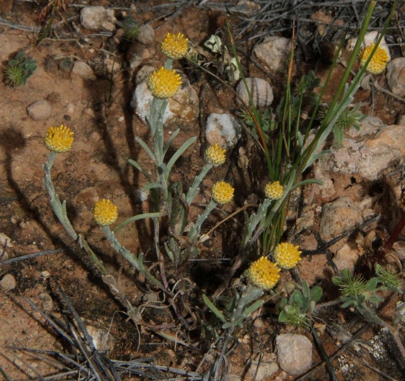 Trichanthodium skirrophorum photo 2