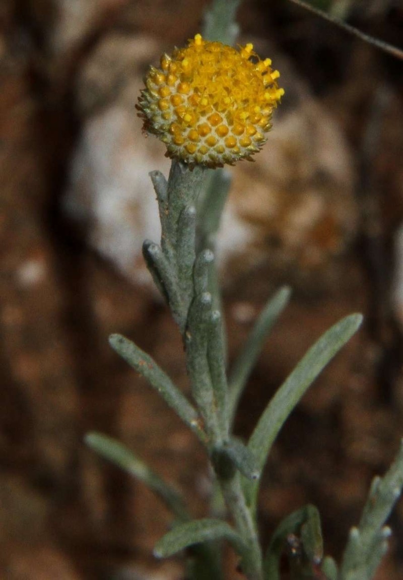 Trichanthodium skirrophorum photo 3