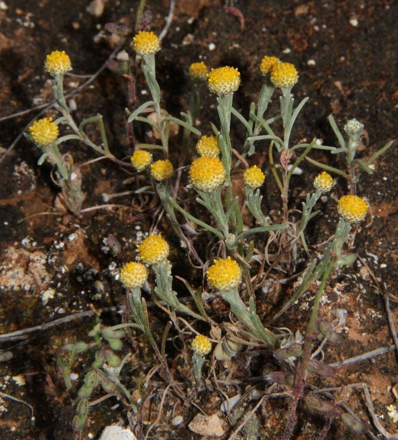 Trichanthodium skirrophorum photo 4