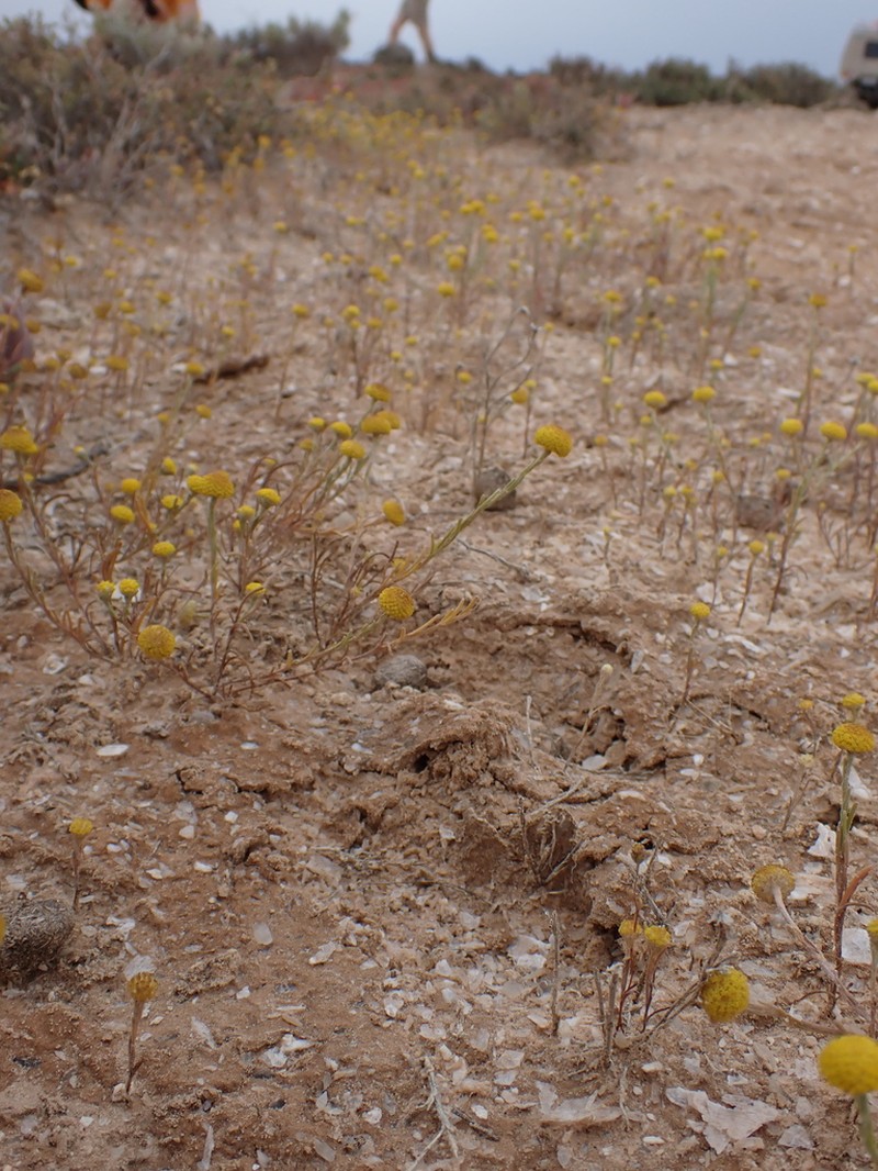 Trichanthodium skirrophorum photo 5
