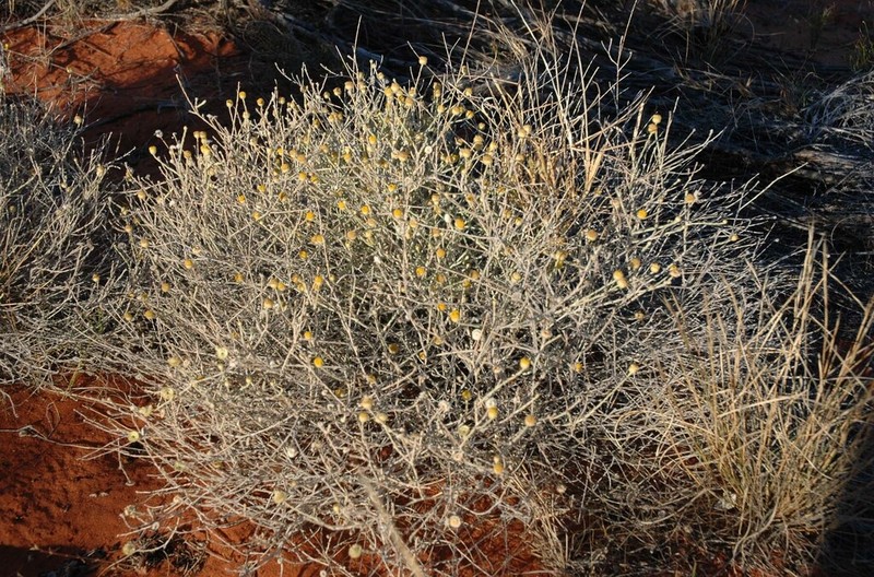 Trichanthodium skirrophorum photo 6