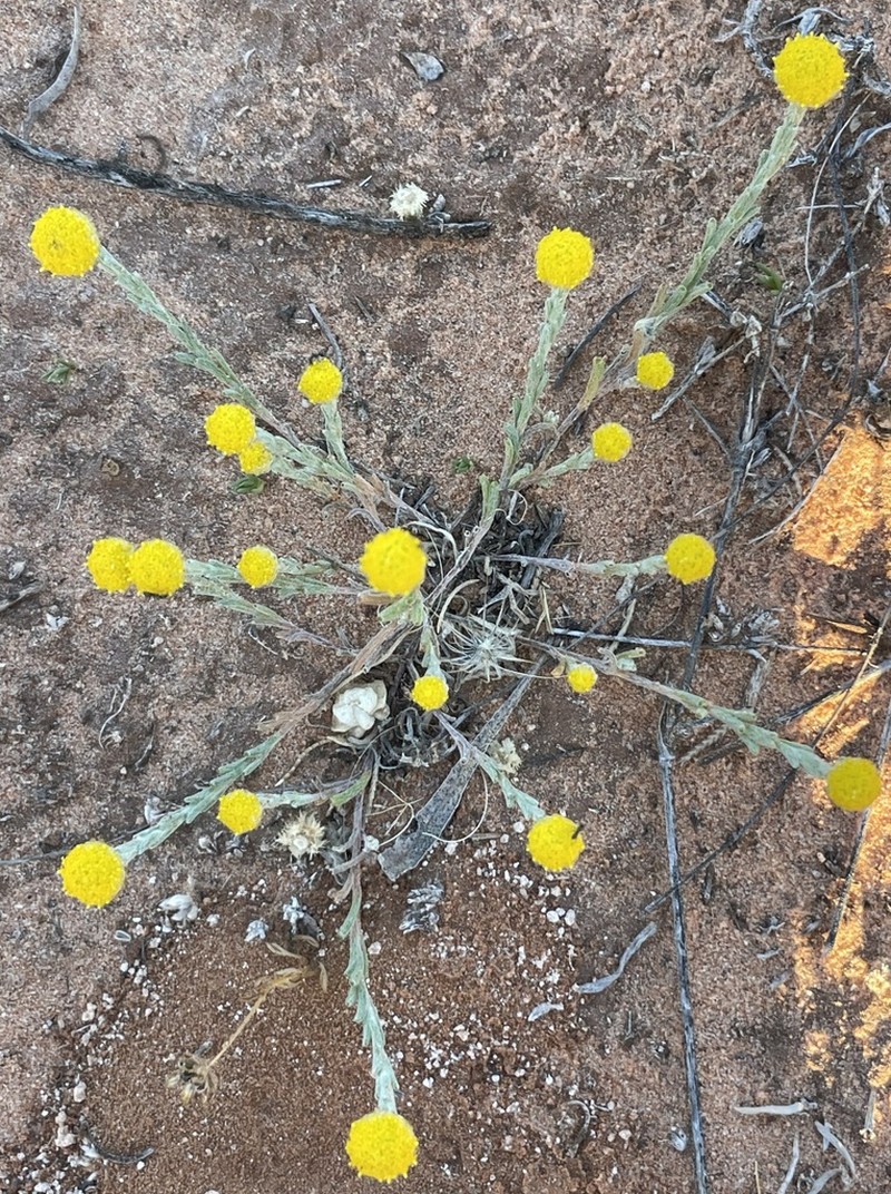 Trichanthodium skirrophorum photo 7
