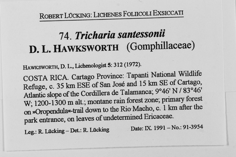 Santesson's Tricharia Lichen photo 2