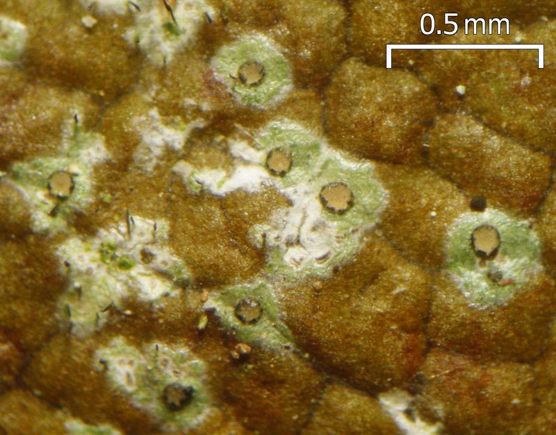 Santesson's Tricharia Lichen